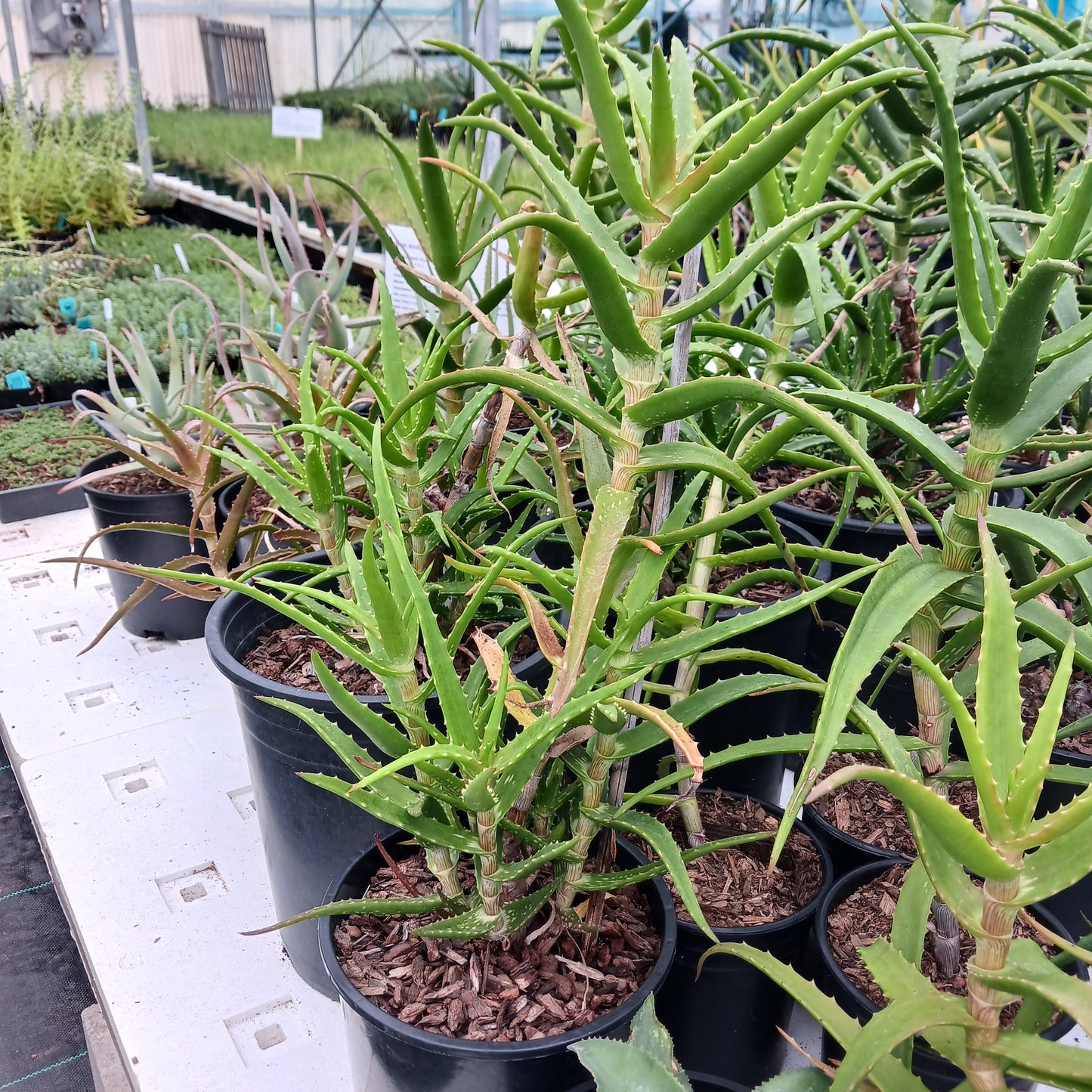 Aloe kedongensis - 2ga