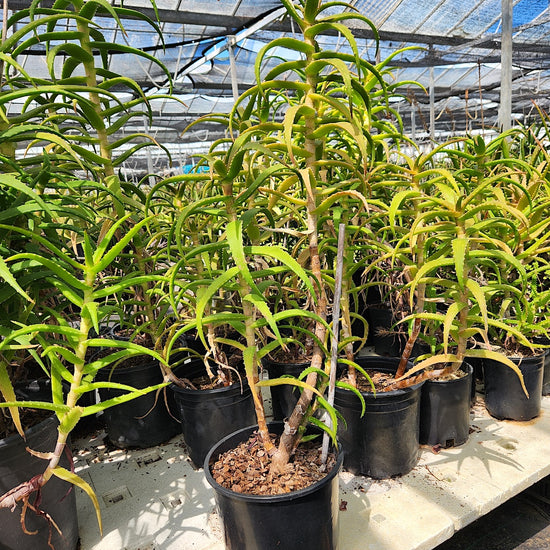 Aloe kedongensis
