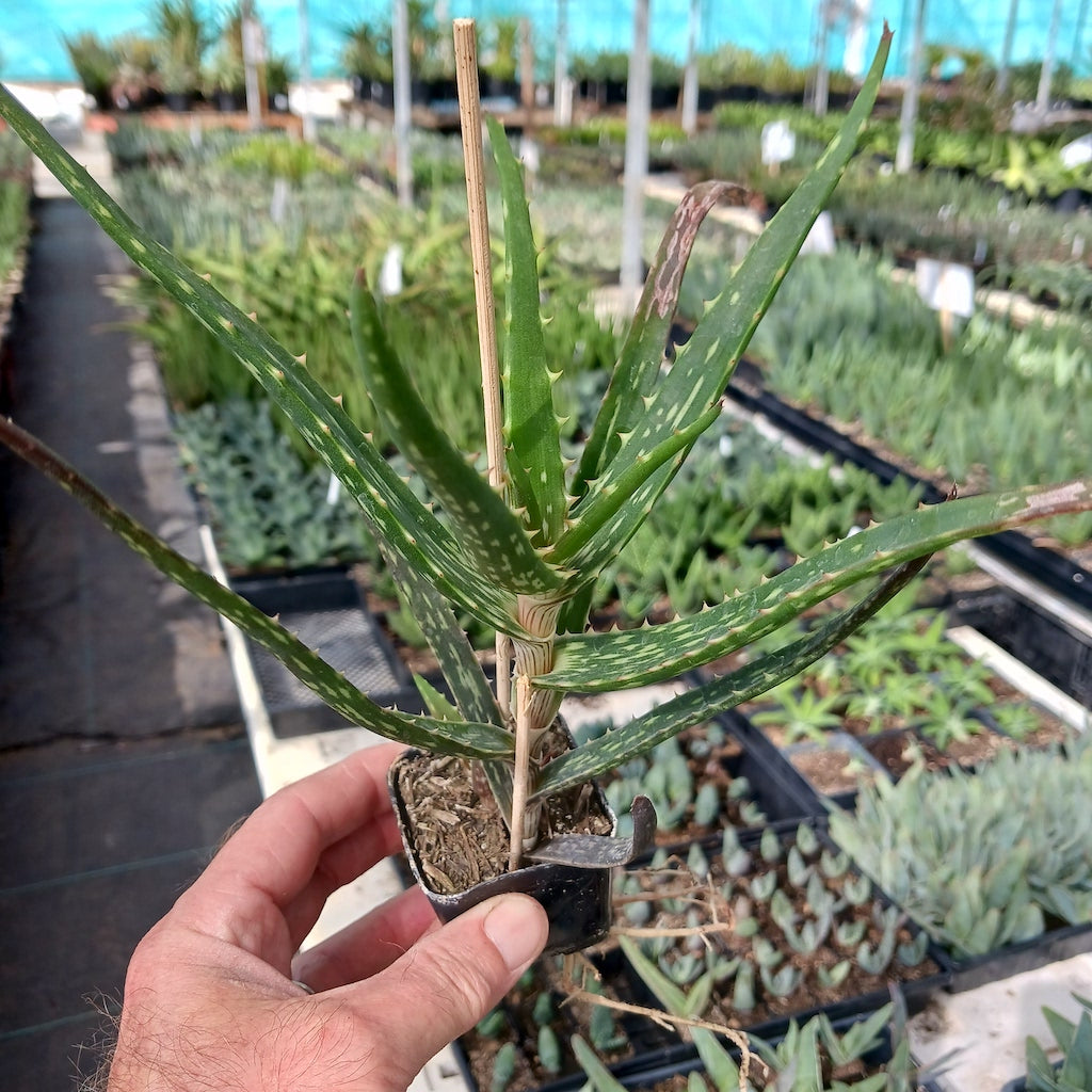 Aloe kedongensis in 2in pot