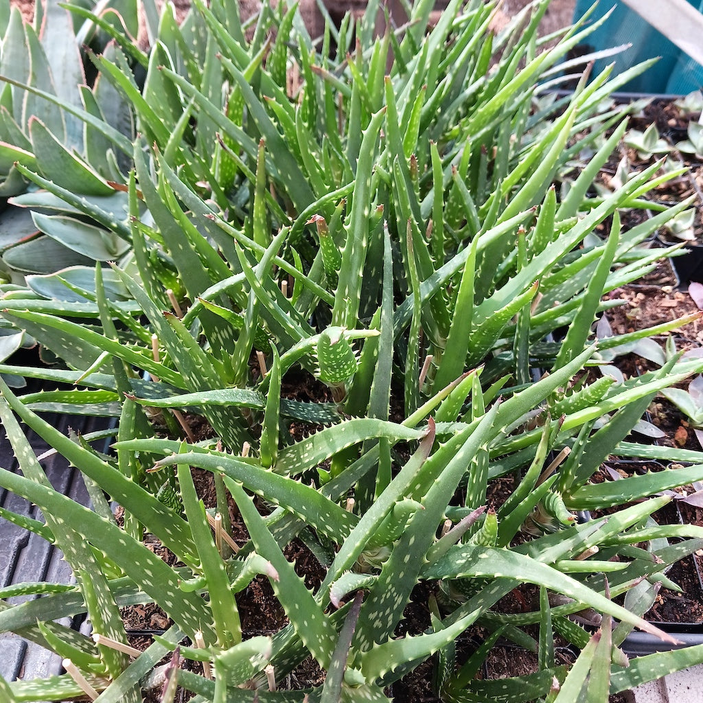 several young Aloe kedongensis