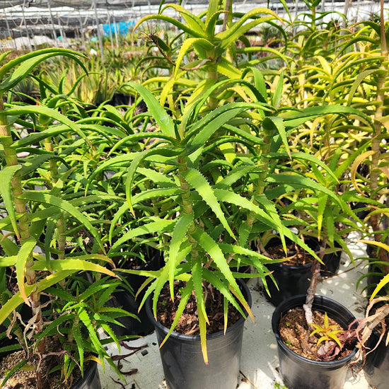 Aloe kedongensis