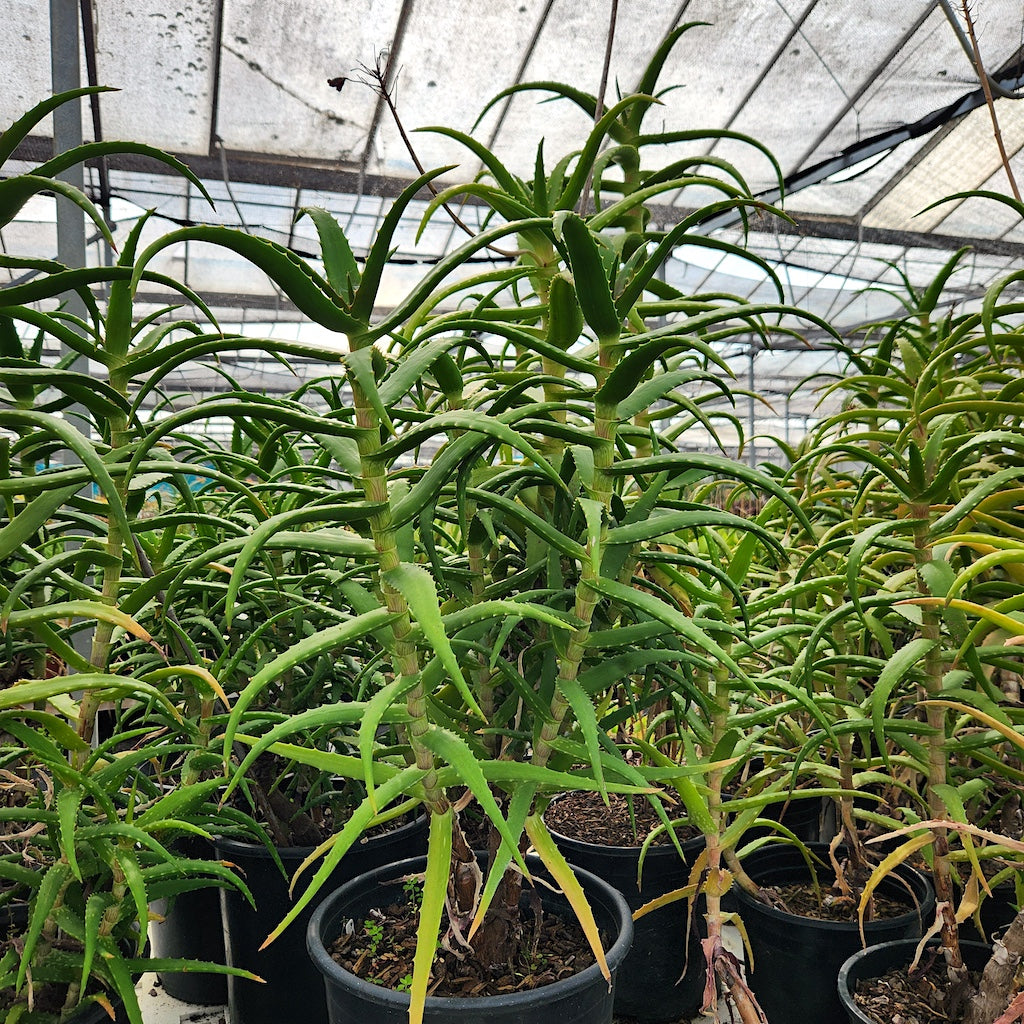 aloe kedongensis