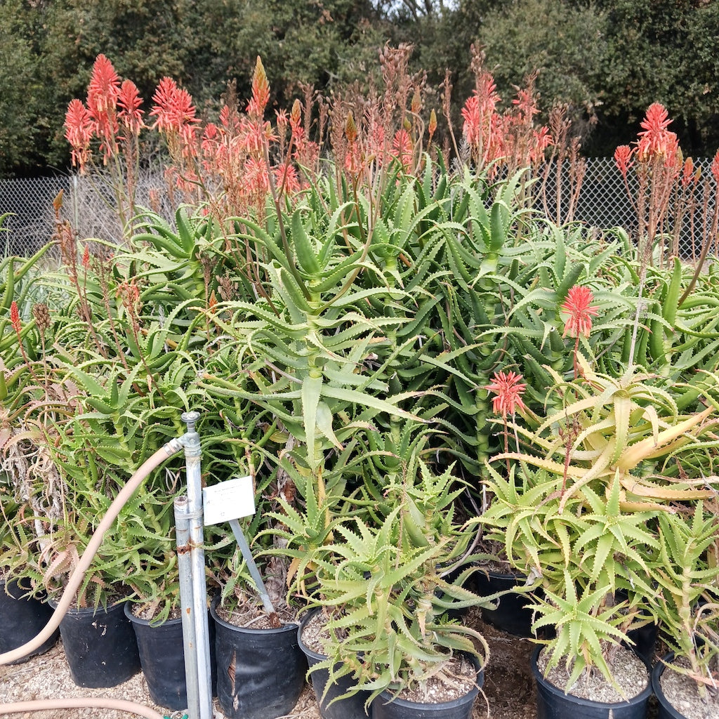 aloe kedongensis at San Marcos Growers in Santa Barbara