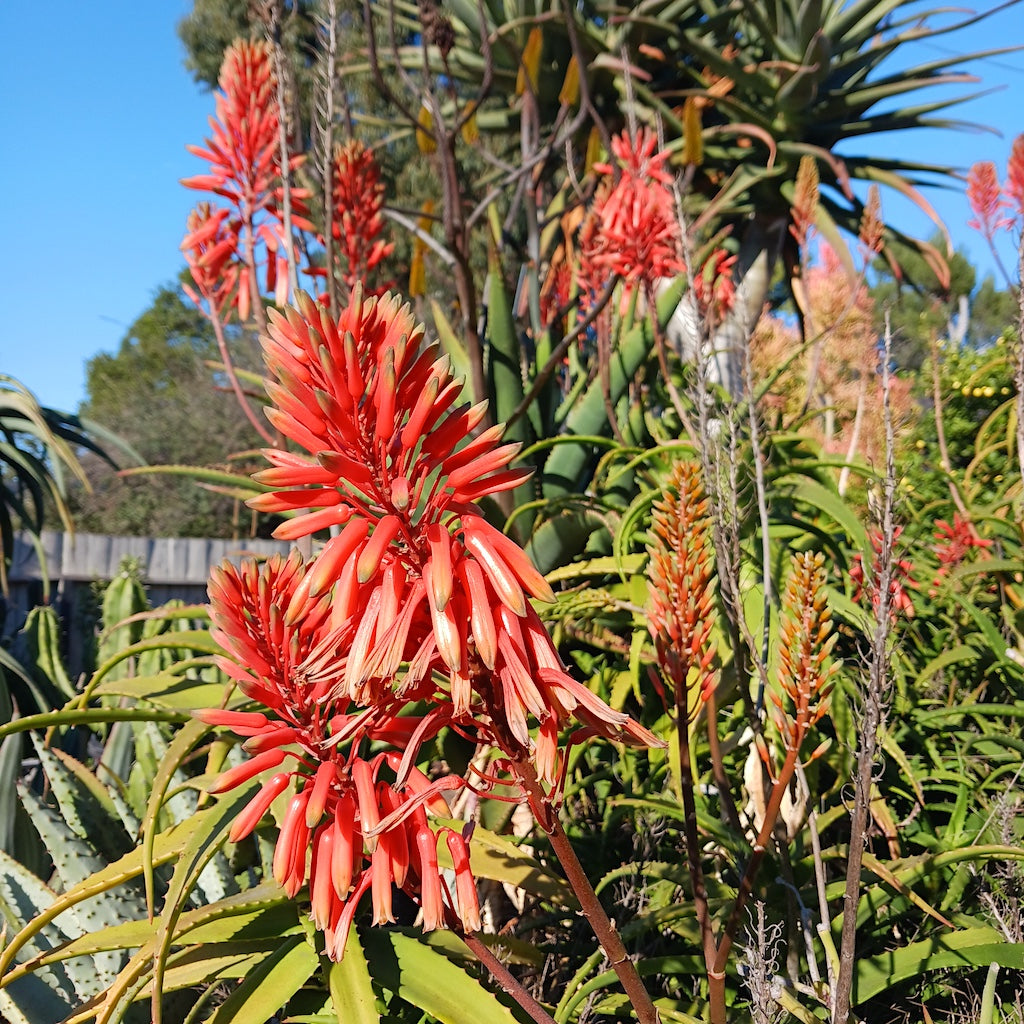 aloe kedongensis flower