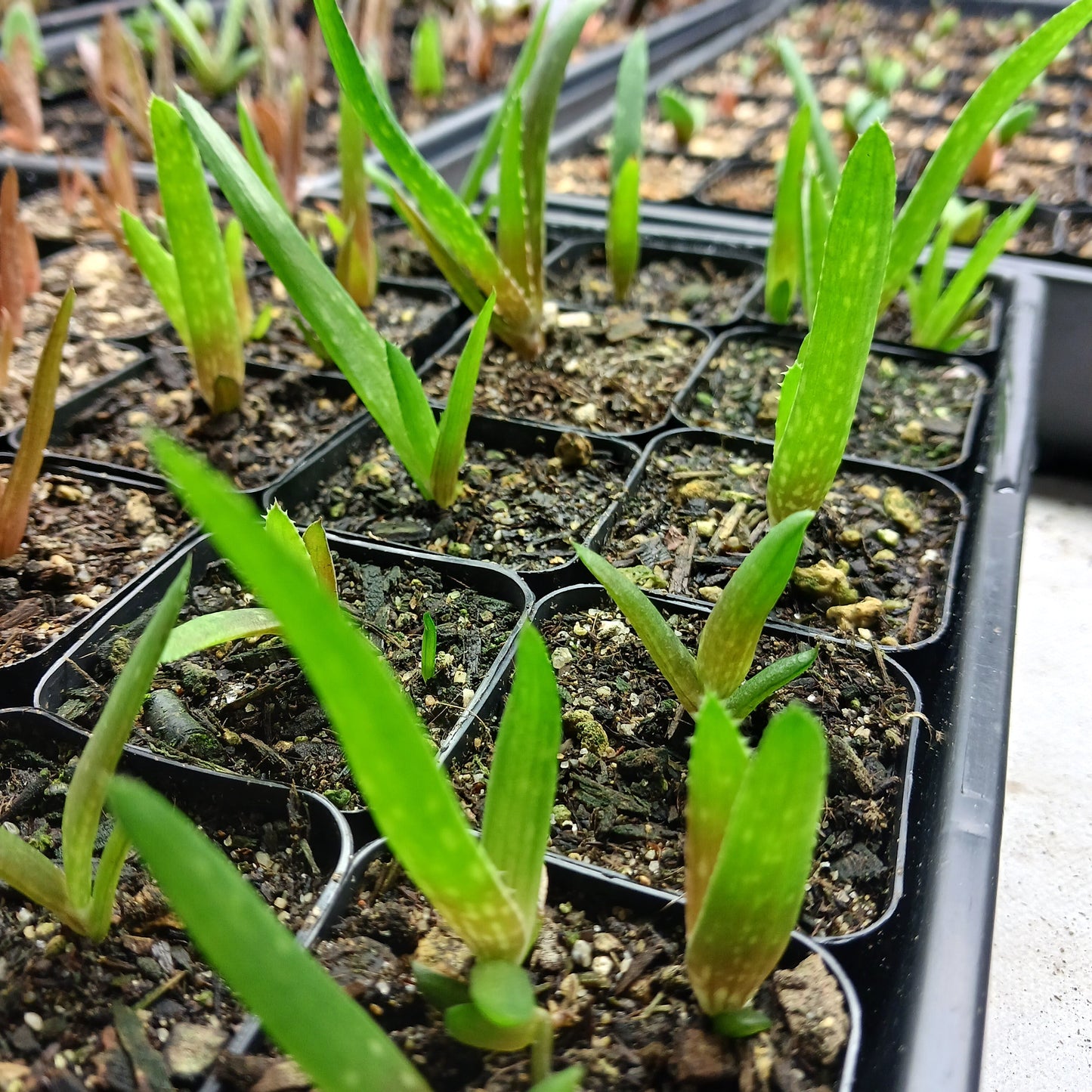 Aloe kedongensis - 4 inch