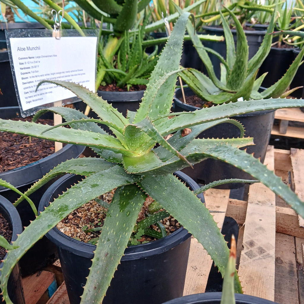 Aloe khamiesensis