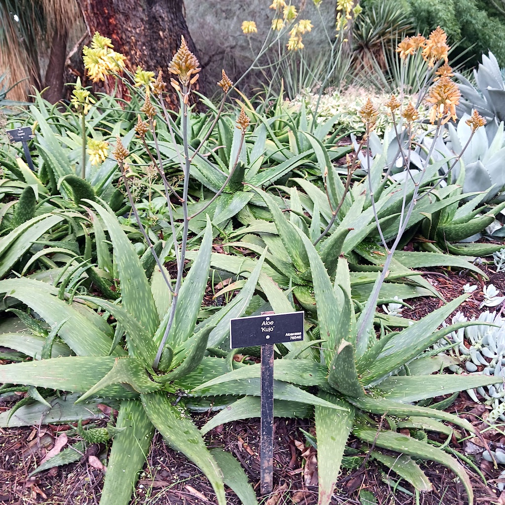 Aloe "Kujo" at the Huntington Botanical Gardens