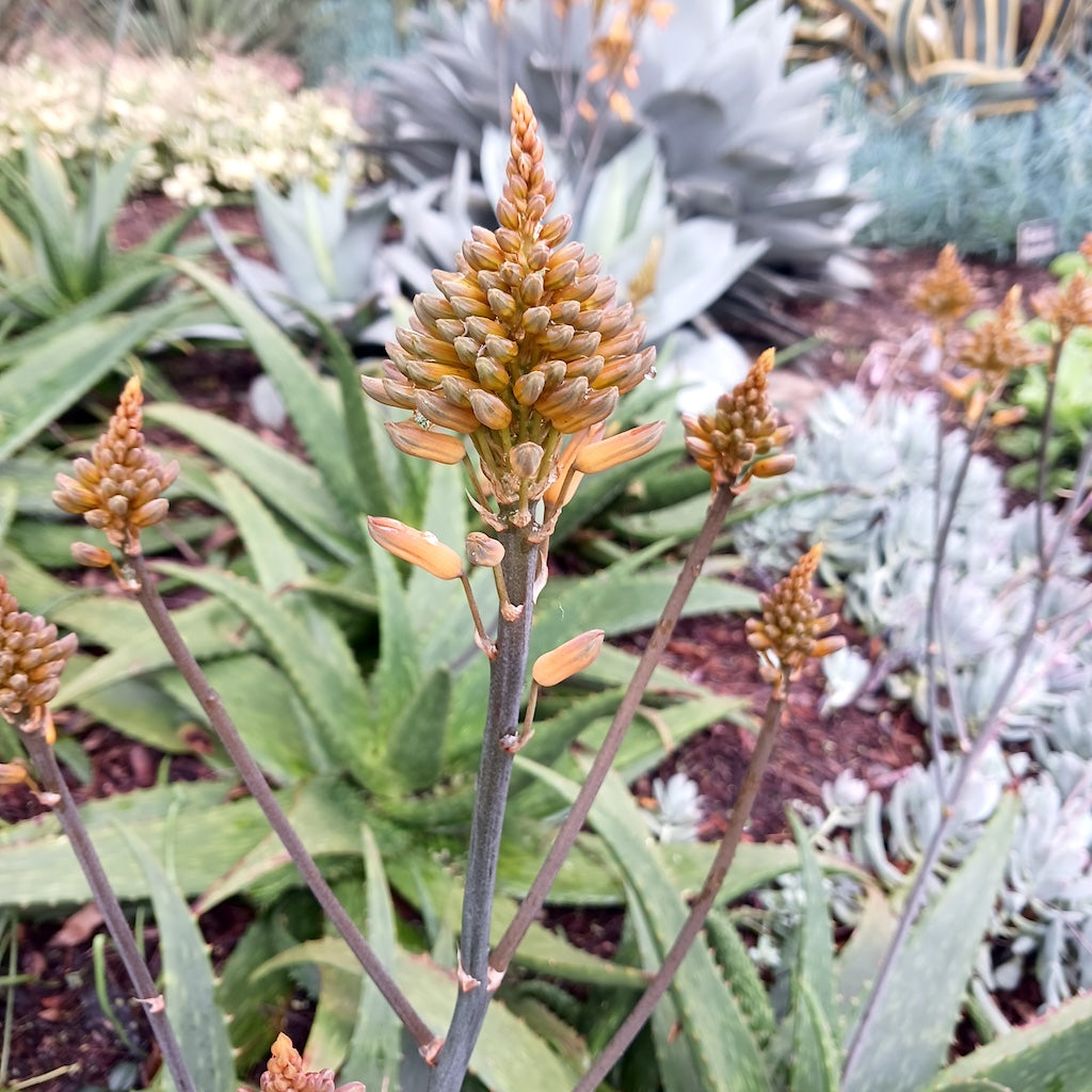 Aloe "Kujo" flowers at the Huntington Botanical Gardens