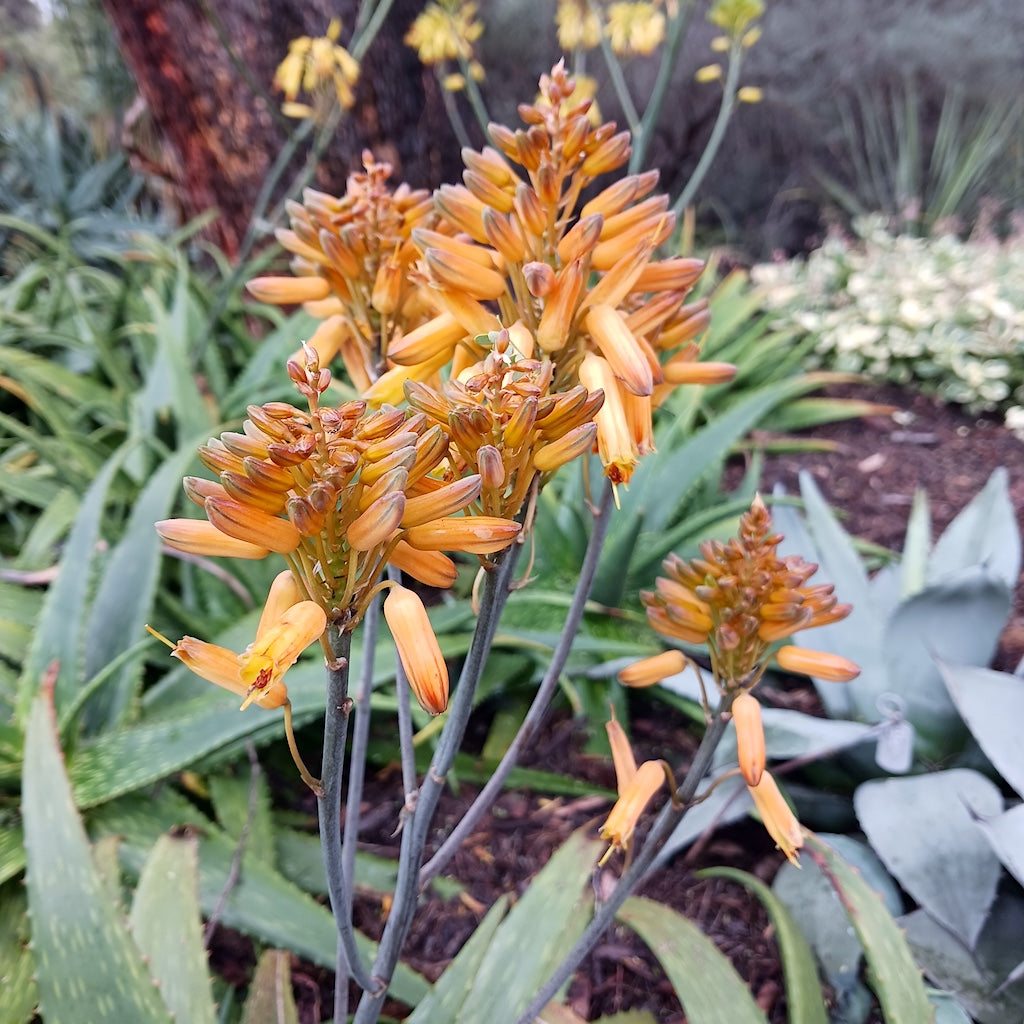 Aloe "Kujo" flowers at the Huntington Botanical Gardens