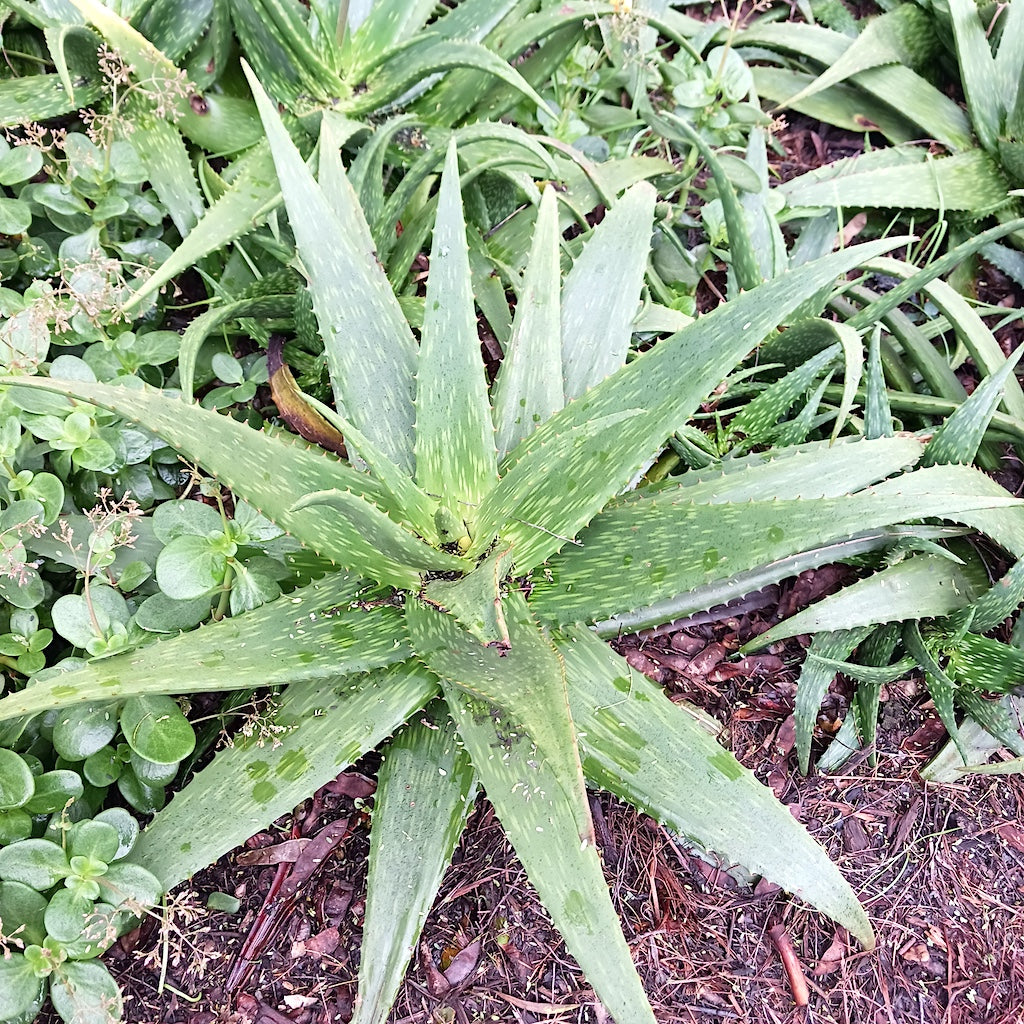 Aloe "Kujo" at the Huntington Botanical Gardens