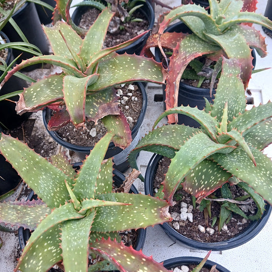 Aloe labworana 1ga