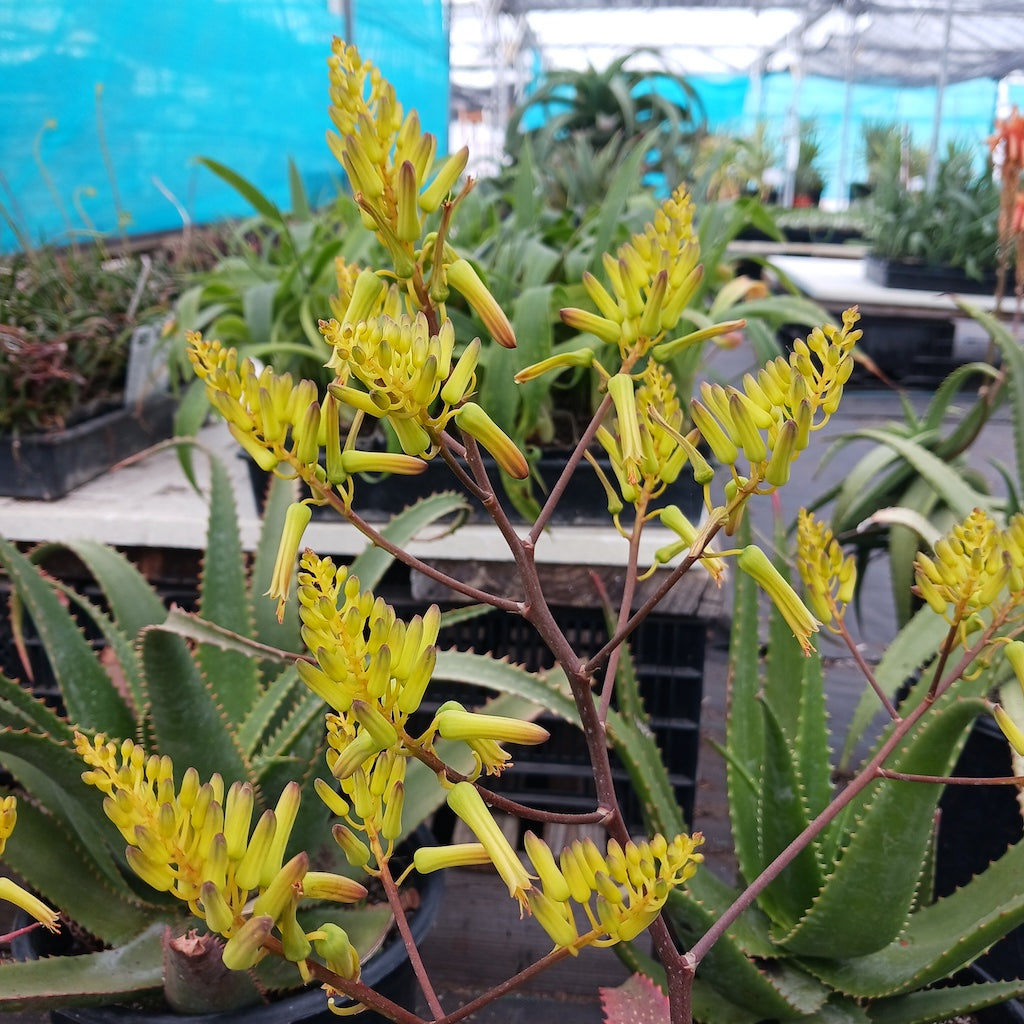 Aloe labworana flower