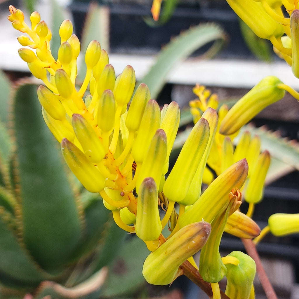 Aloe labworana flower