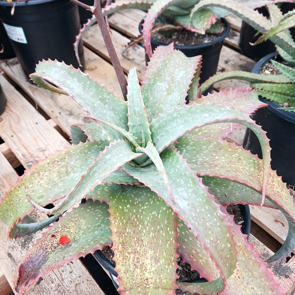 Aloe labworana