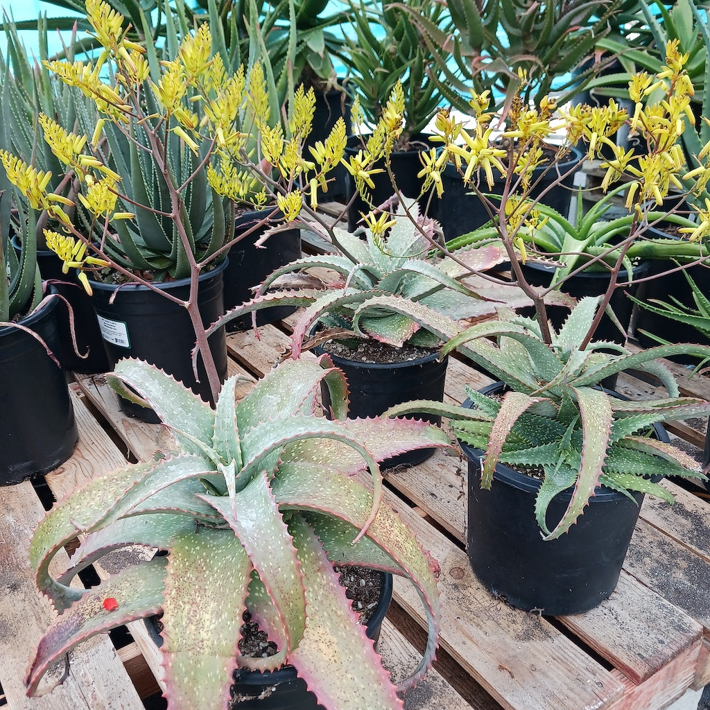 Aloe labworana in flower