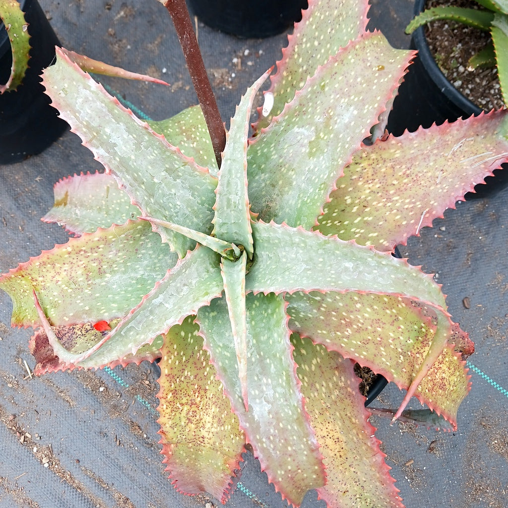 Aloe labworana