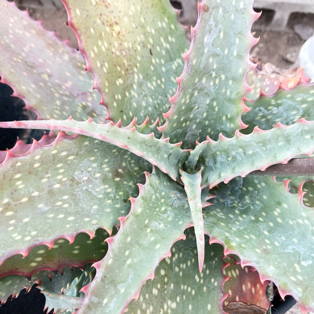 Aloe labworana