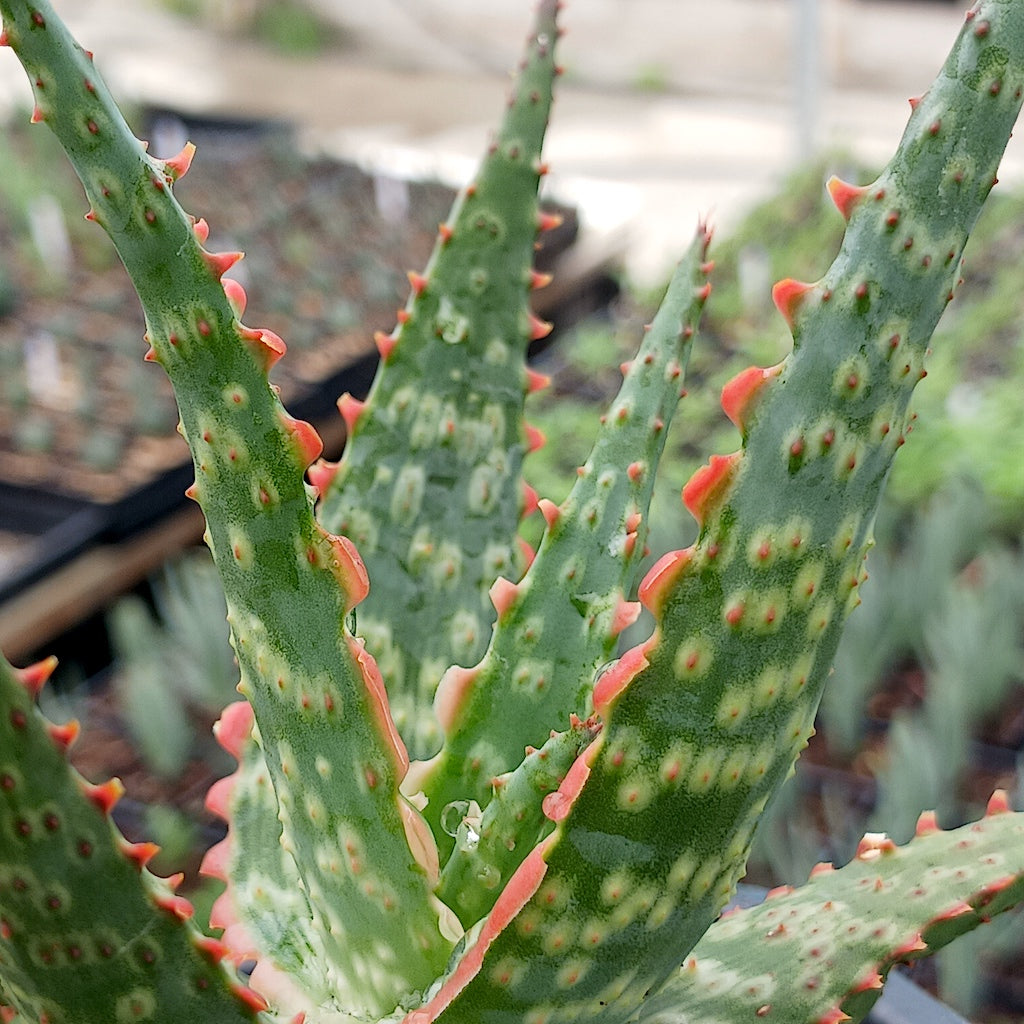 Close view of Aloe "Lavender"