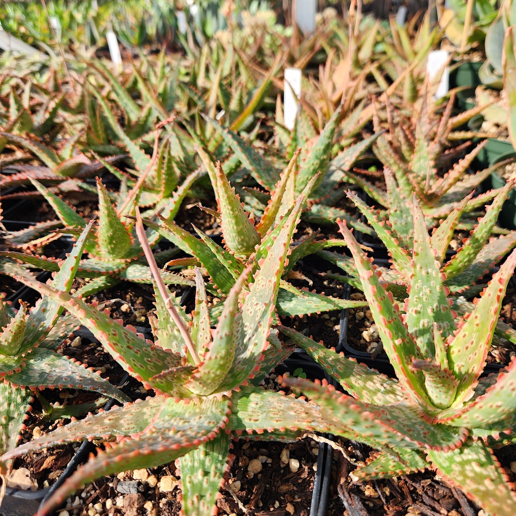 Aloe "Lavender"