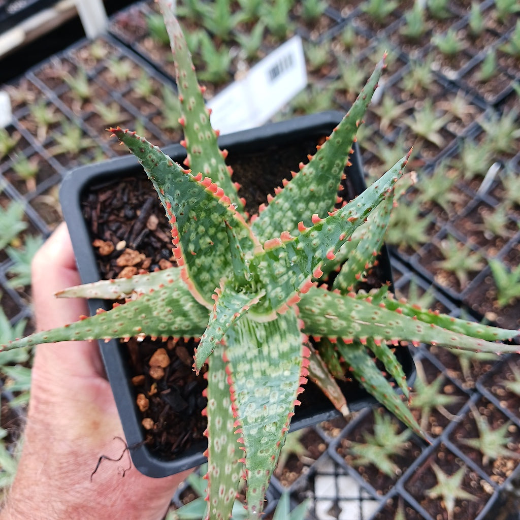 Aloe "Lavender"