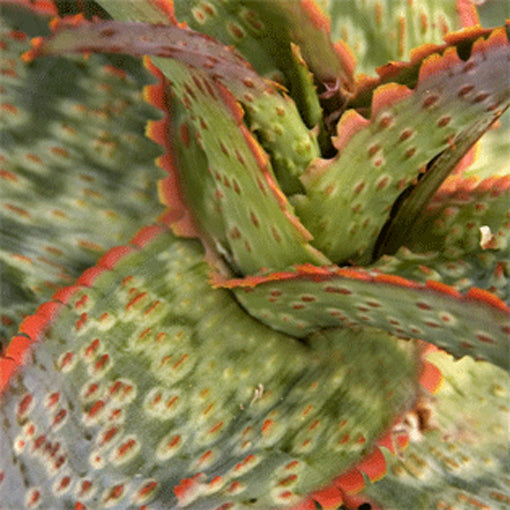 Aloe "Lavender" close up shot