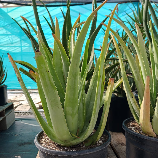 Aloe "Lode's Yellow"