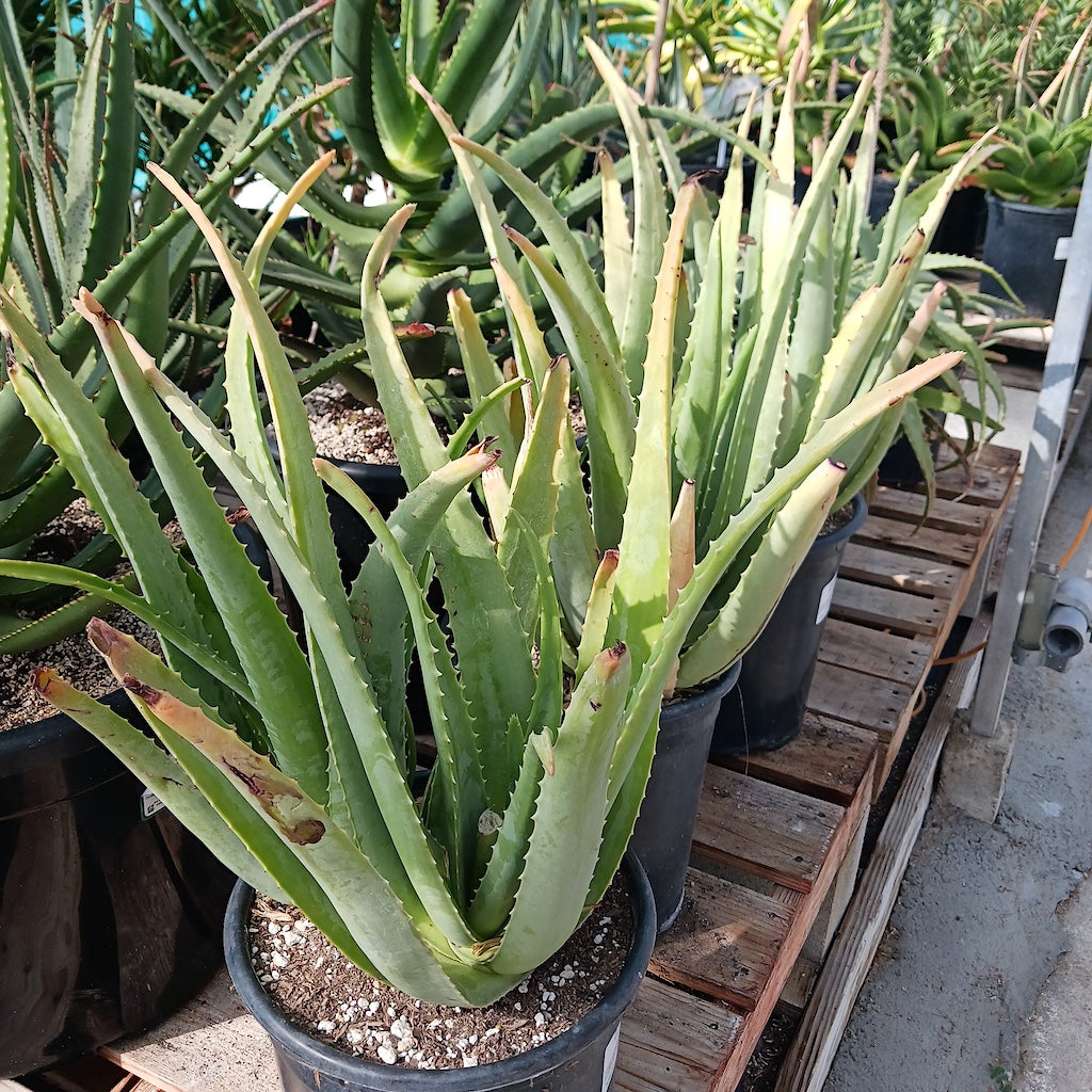 aloe vera plant yellow ends Aloe "Lode's Yellow"