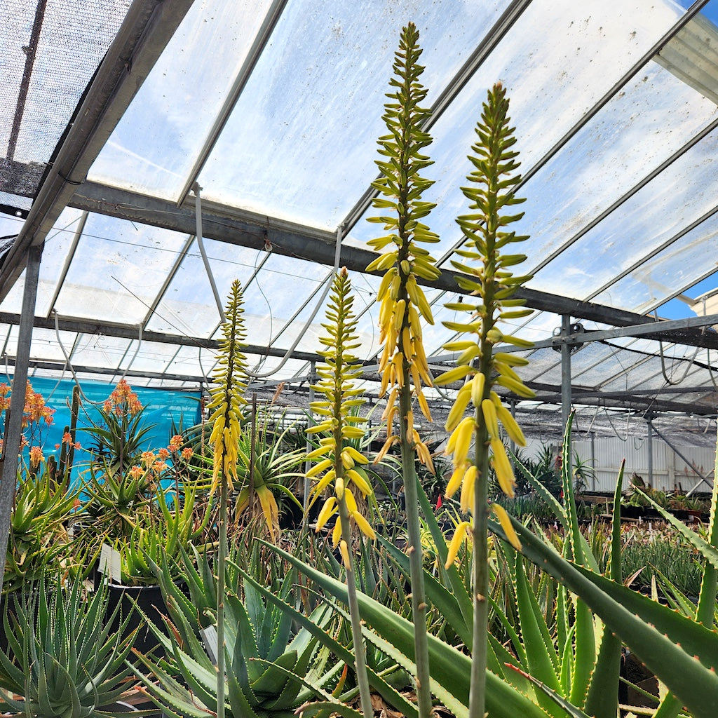Aloe 