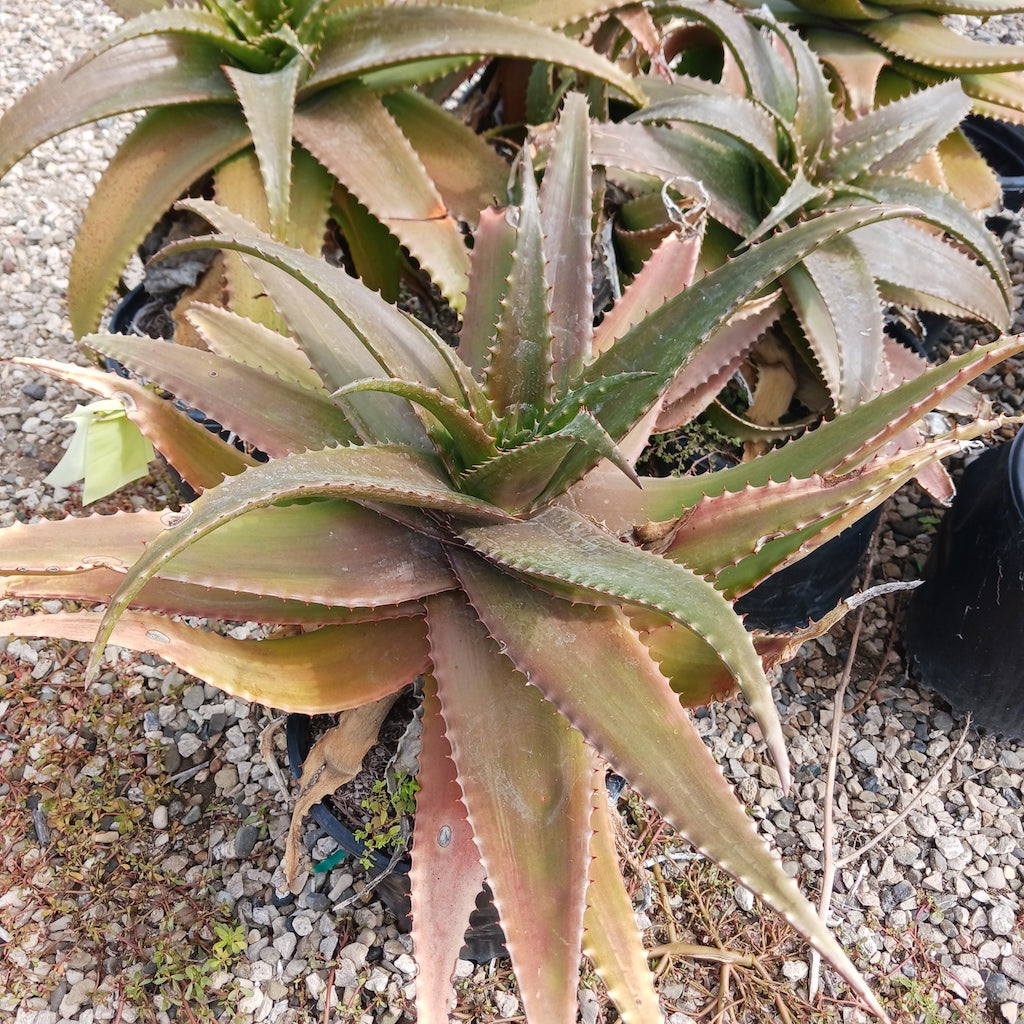 Aloe lolwensis at San Marcos Growers