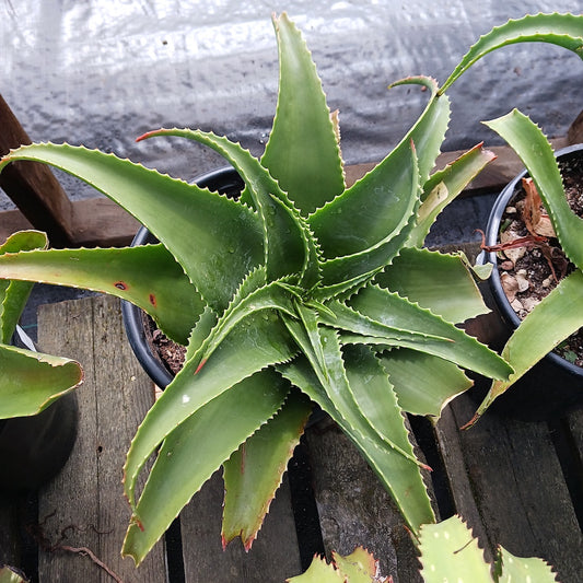 Aloe lukeana  - 5ga