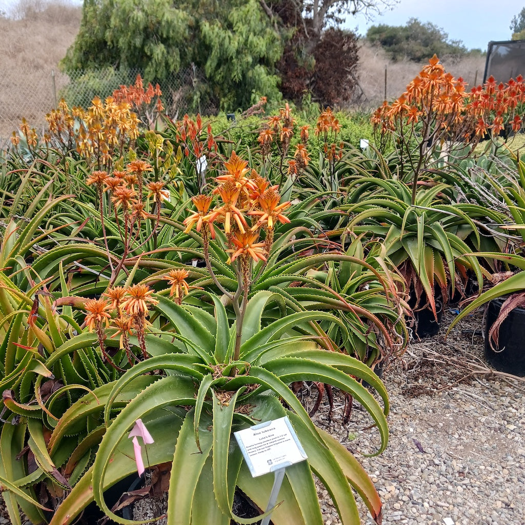 Aloe lukeana in bloom at San Marcos Growers in Santa Barbara