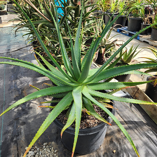 Aloe 