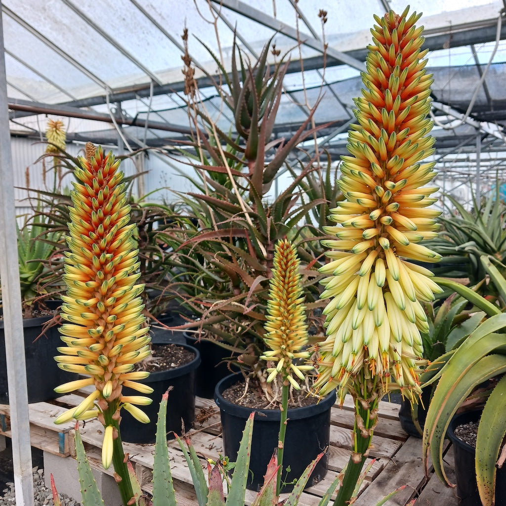 Aloe 'Malibu Peach' flower bllom