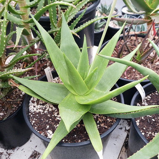 Aloe manandonae