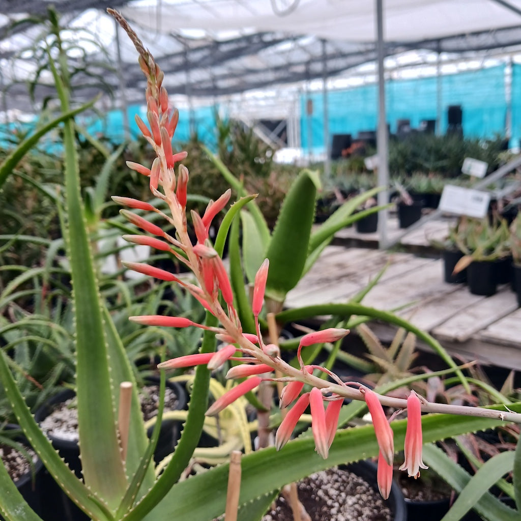 Aloe manandonae flower stalk