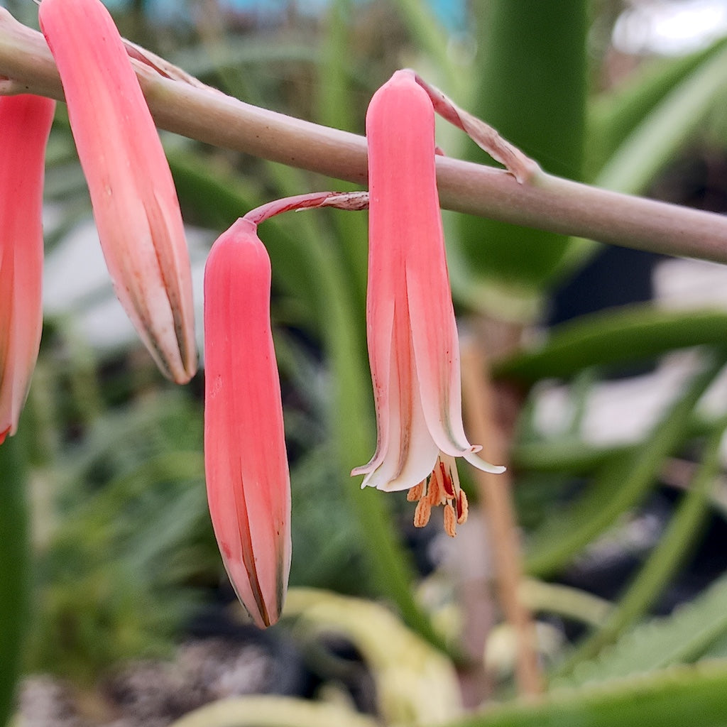 Aloe manandonae flower