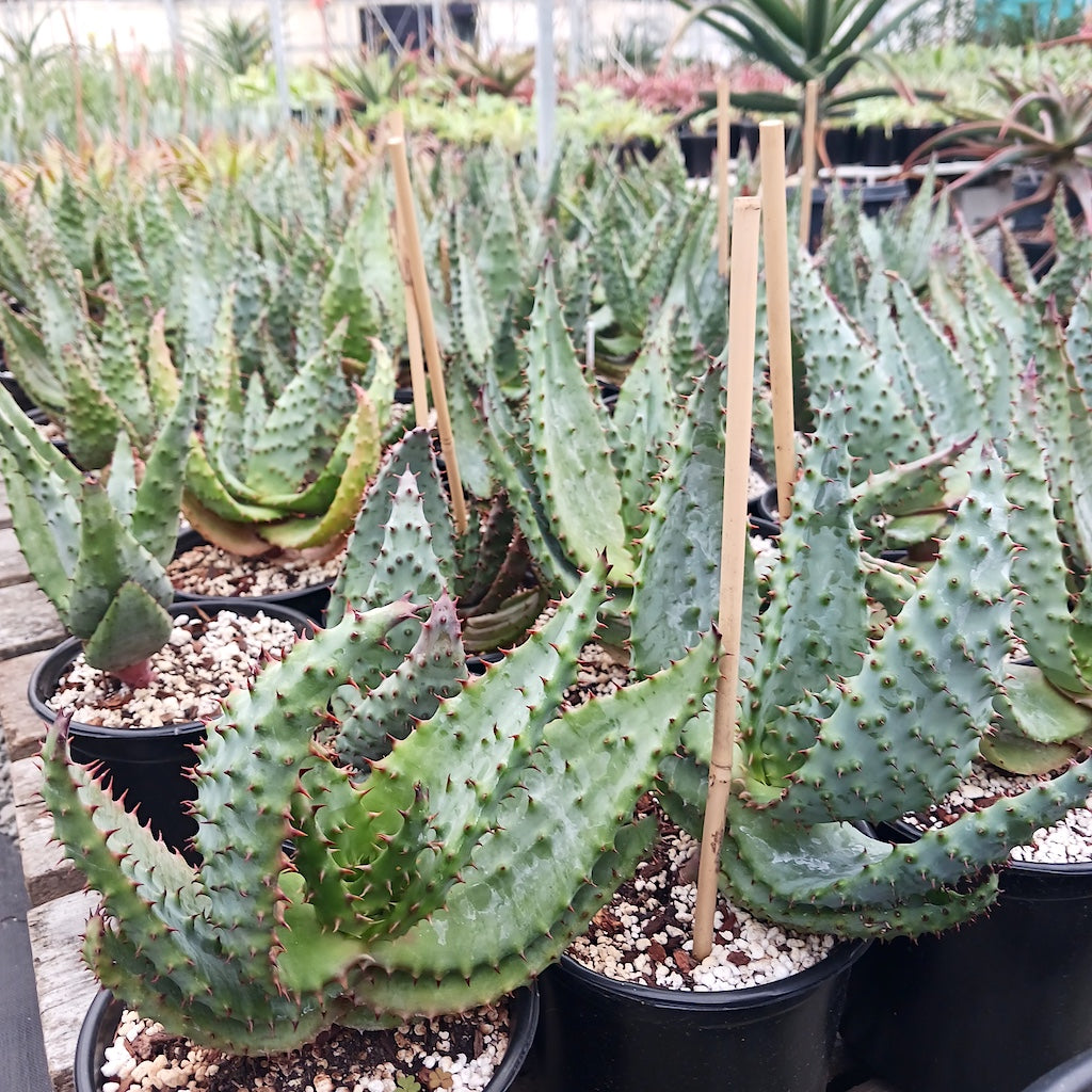Aloe marlothii in 1ga nursery pots