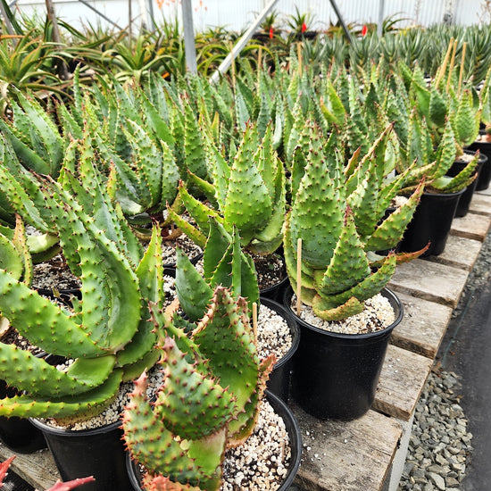 Aloe marlothii