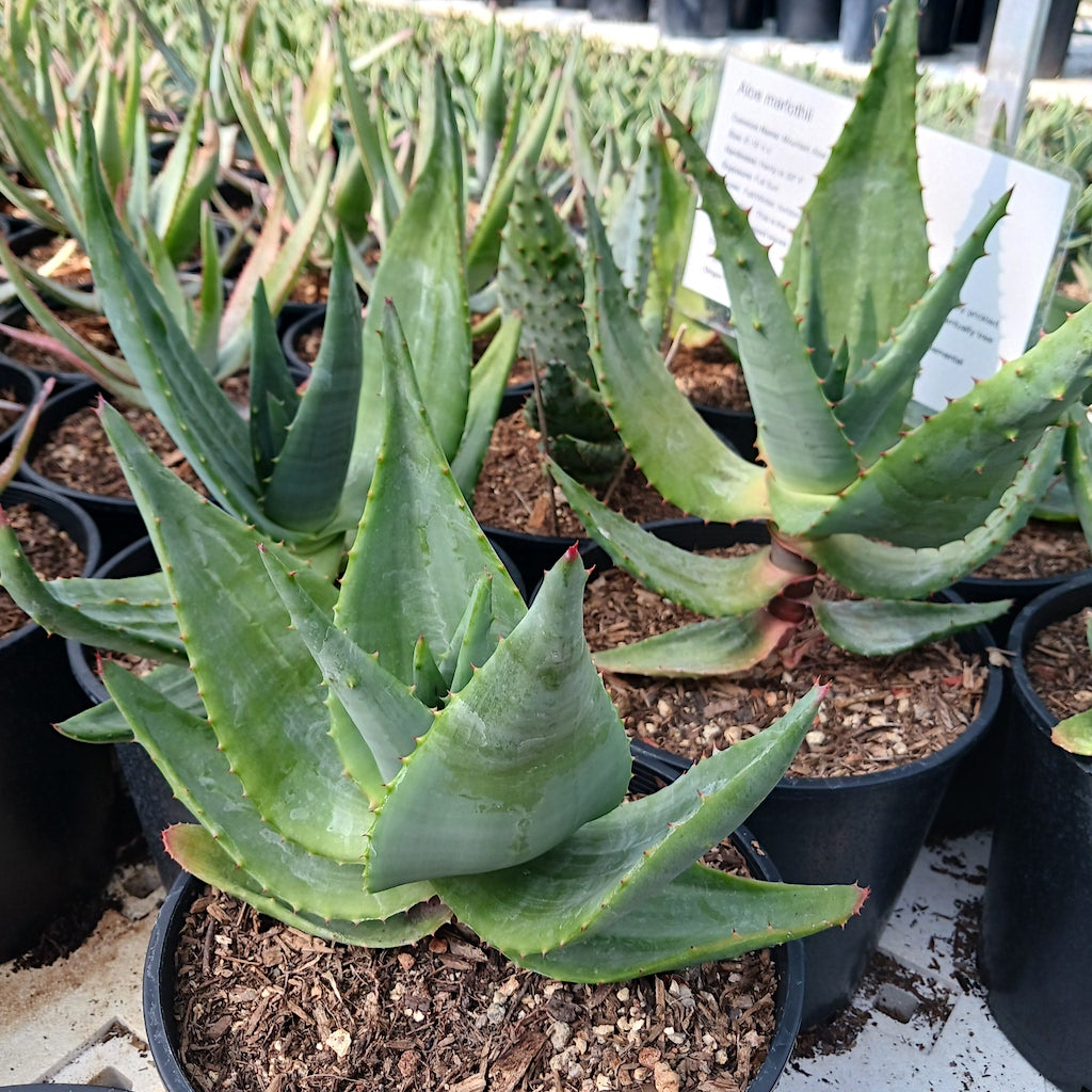 Aloe marlothii