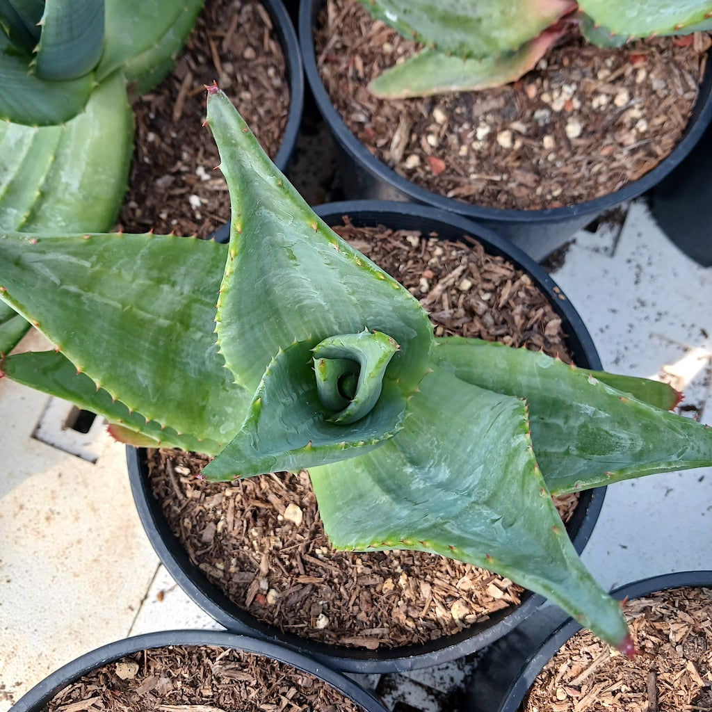 Aloe marlothii