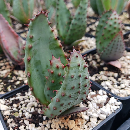 Aloe marlothii in 4in nursery pot