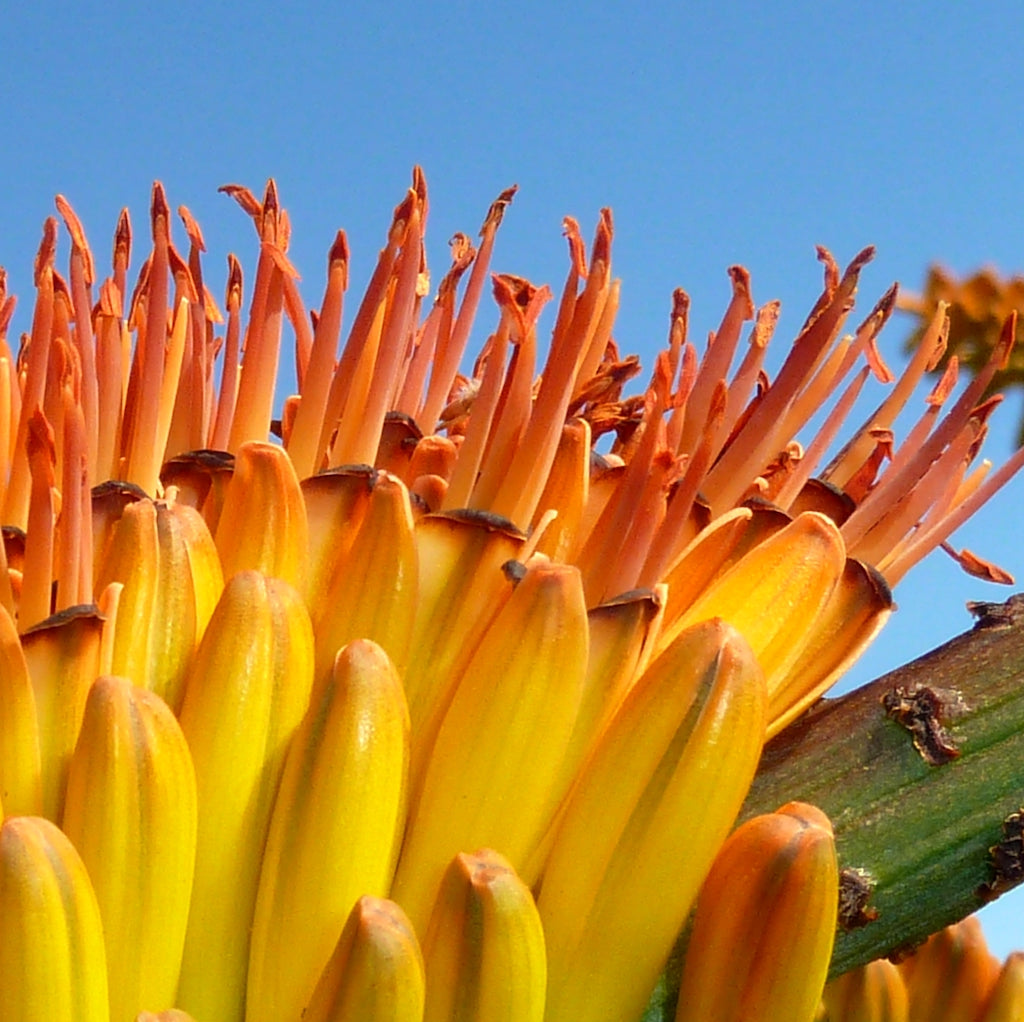 closeup of Aloe marlothii flower