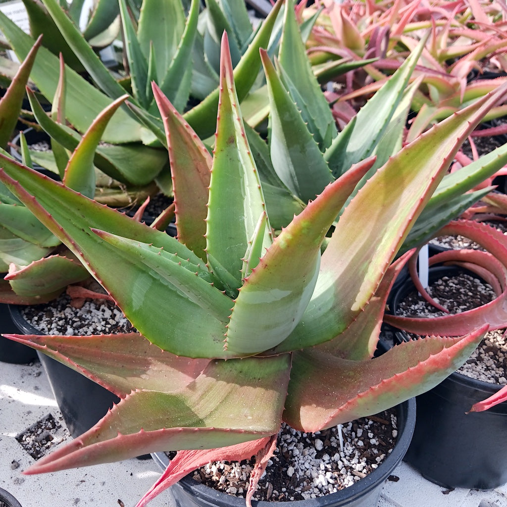 Aloe marlothii smooth leaf hybrid