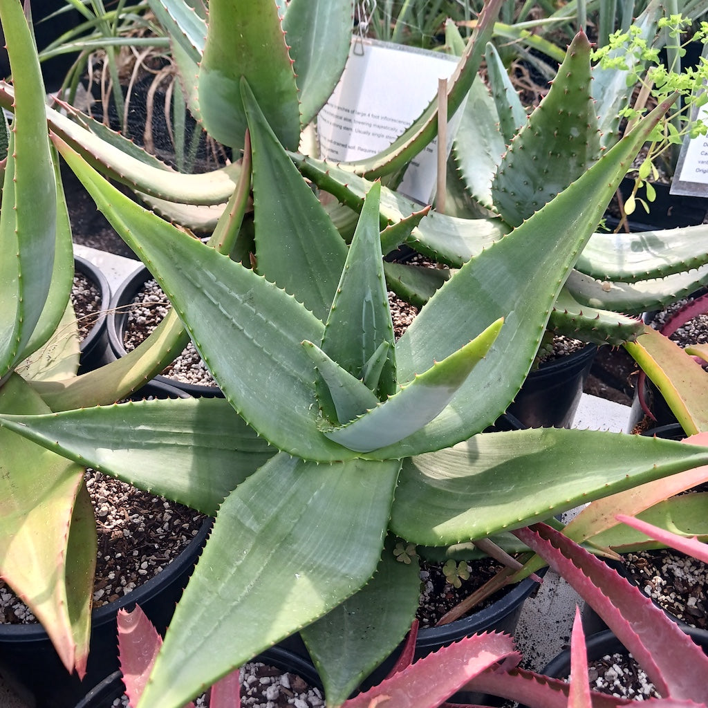 Aloe marlothii smooth leaf hybrid