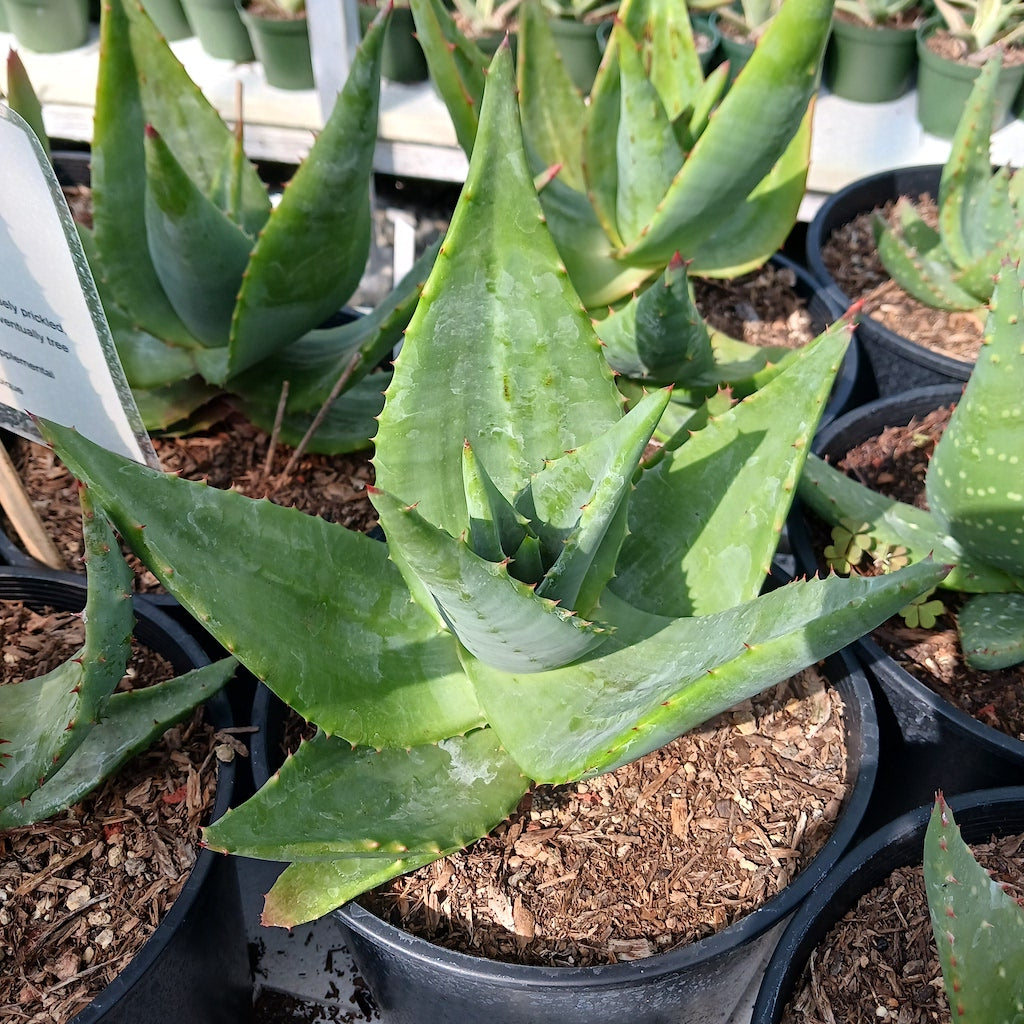 Aloe marlothii smooth leaf hybrid
