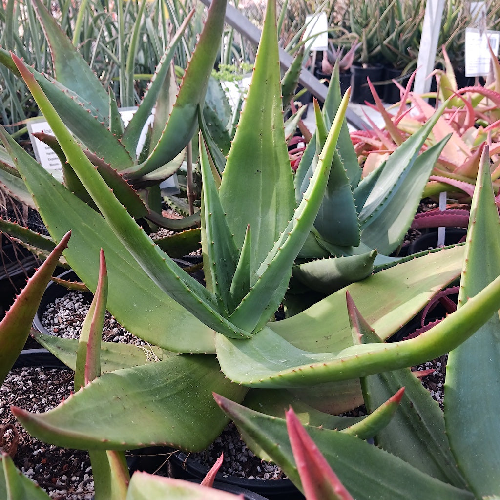 Aloe marlothii smooth leaf hybrid