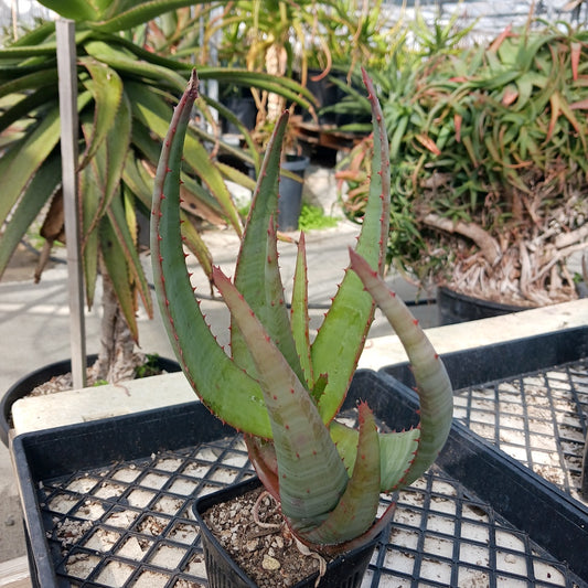 Aloe marlothii open cross - 4in