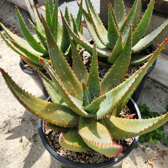 Aloe marlothii x sinkatana