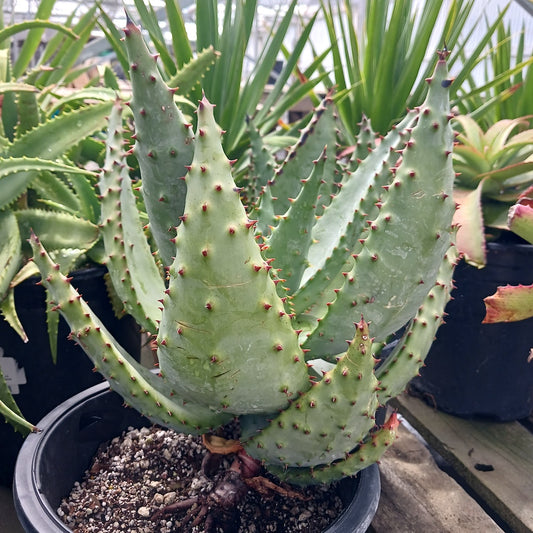 Aloe marlothii "Utrecht Form"
