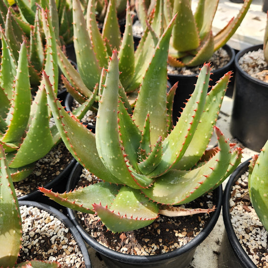 Aloe marlothii x sinkatana